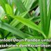 Wah, Jerawat Bisa Diatasi dengan Daun Pandan, Cek Manfaat Lainnya di Sini