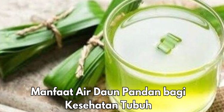 Manfaat Konsumsi Air Daun Pandan bagi Tubuh, Cek di Sini! Kaya Kandungan Antioksidan