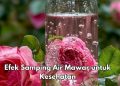 Efek Samping Penggunaan Air Mawar Sehari-hari, Bisa Sebabkan Fotosensitivitas, Cek di Sini!