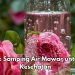 Efek Samping Penggunaan Air Mawar Sehari-hari, Bisa Sebabkan Fotosensitivitas, Cek di Sini!