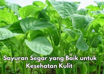 Cek di Sini, Kulit Makin Sehat dengan 7 Sayuran Segar Ini, Salah Satunya Bayam