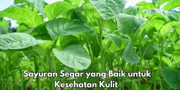 Cek di Sini, Kulit Makin Sehat dengan 7 Sayuran Segar Ini, Salah Satunya Bayam