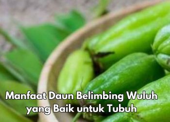 Cek di Sini, Dapat Kecilkan Pori-pori di Wajah, Ini Manfaat Daun Belimbing Wuluh