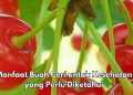 6 Manfaat Buah Ceri bagi Tubuh, Dipercaya Dapat Mengurangi Stres Oksidatif, Cek di Sini!