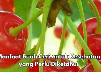 6 Manfaat Buah Ceri bagi Tubuh, Dipercaya Dapat Mengurangi Stres Oksidatif, Cek di Sini!