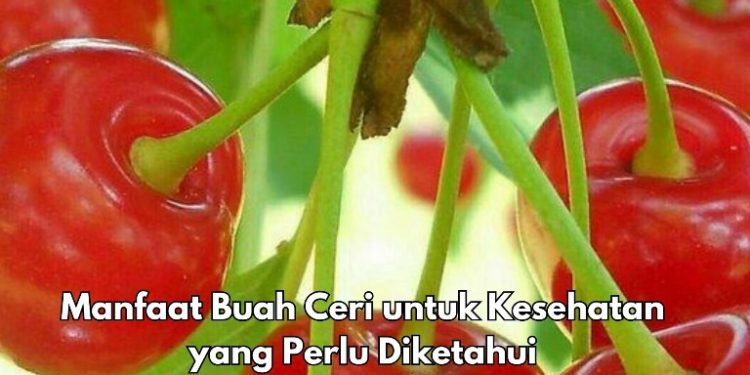 6 Manfaat Buah Ceri bagi Tubuh, Dipercaya Dapat Mengurangi Stres Oksidatif, Cek di Sini!