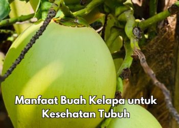 Konsumsi Buah Kelapa Baik untuk Kadar Gula Darah, Ini Manfaat yang Dirasakan, Kamu Perlu Tahu