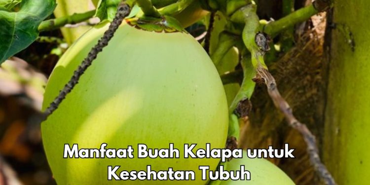 Konsumsi Buah Kelapa Baik untuk Kadar Gula Darah, Ini Manfaat yang Dirasakan, Kamu Perlu Tahu