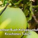 Konsumsi Buah Kelapa Baik untuk Kadar Gula Darah, Ini Manfaat yang Dirasakan, Kamu Perlu Tahu