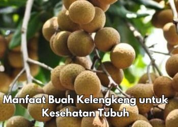 5 Manfaat Buah Kelengkeng untuk Tubuh, Dipercaya Dapat Meningkatkan Kesehatan Otak