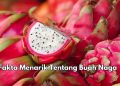9 Fakta Tentang Buah Naga yang Menarik Diketahui, Punya Kandungan Prebiotik