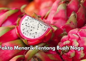 9 Fakta Tentang Buah Naga yang Menarik Diketahui, Punya Kandungan Prebiotik