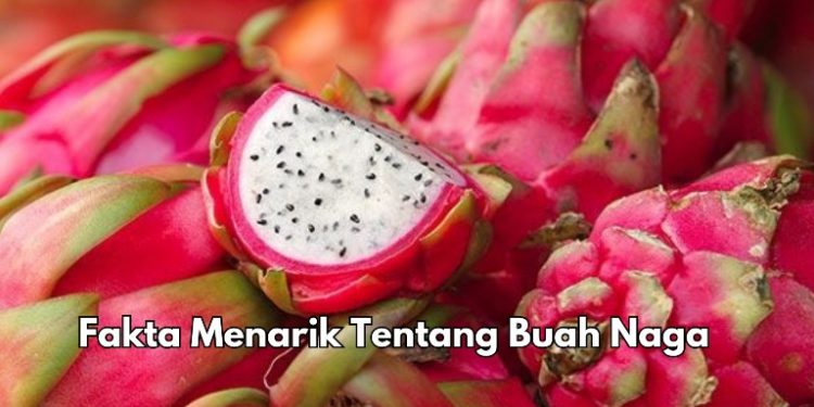 9 Fakta Tentang Buah Naga yang Menarik Diketahui, Punya Kandungan Prebiotik