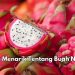 9 Fakta Tentang Buah Naga yang Menarik Diketahui, Punya Kandungan Prebiotik