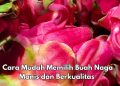 Cek di Sini! Cara Memilih Buah Naga Manis dan Berkualitas, Jangan Salah Ambil