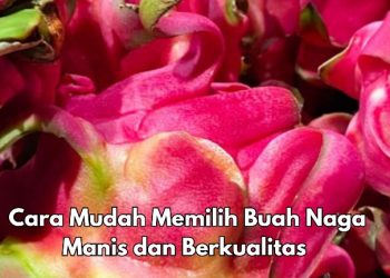Cek di Sini! Cara Memilih Buah Naga Manis dan Berkualitas, Jangan Salah Ambil