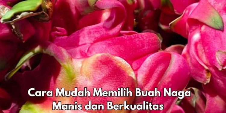 Cek di Sini! Cara Memilih Buah Naga Manis dan Berkualitas, Jangan Salah Ambil