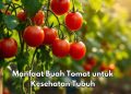 Buah Tomat Baik untuk Kesehatan Jantung, Cek Manfaat Rincinya di Sini