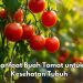 Buah Tomat Baik untuk Kesehatan Jantung, Cek Manfaat Rincinya di Sini