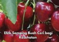 Cek Efek Samping Buah Ceri di Sini! Bisa Sebabkan Mual dan Muntah Jika Konsumsi Berlebihan