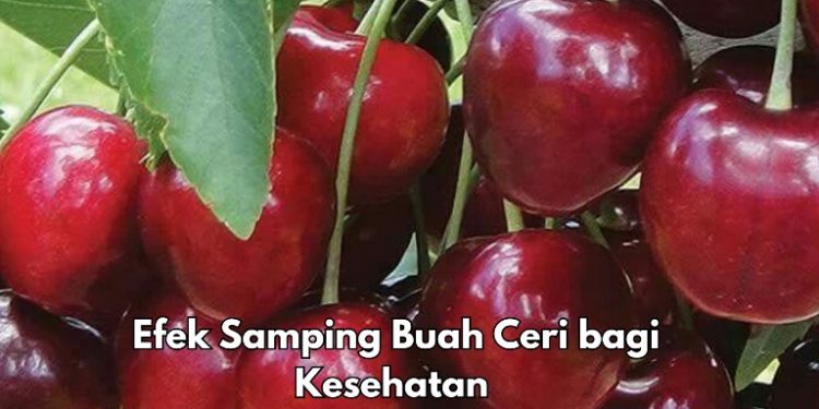 Cek Efek Samping Buah Ceri di Sini! Bisa Sebabkan Mual dan Muntah Jika Konsumsi Berlebihan