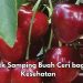Cek Efek Samping Buah Ceri di Sini! Bisa Sebabkan Mual dan Muntah Jika Konsumsi Berlebihan