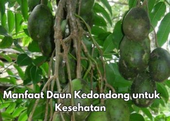 Cek Manfaat Daun Kedondong Ini, Dipercaya Dapat Meredakan Nyeri Sendi