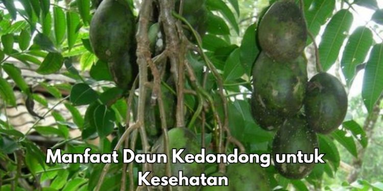 Cek Manfaat Daun Kedondong Ini, Dipercaya Dapat Meredakan Nyeri Sendi