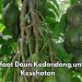 Cek Manfaat Daun Kedondong Ini, Dipercaya Dapat Meredakan Nyeri Sendi