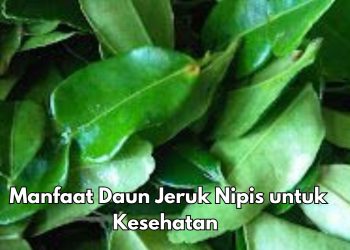 Bisa Mengurangi Stres, Ini 9 Manfaat Daun Jeruk Nipis yang Perlu Diketahui, Cukup Rutinkan