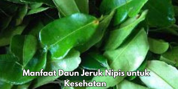 Bisa Mengurangi Stres, Ini 9 Manfaat Daun Jeruk Nipis yang Perlu Diketahui, Cukup Rutinkan