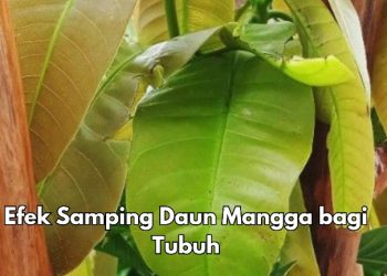 Konsumsi Secukupnya, Ini Efek Samping Makan Daun Mangga bagi Tubuh, Bisa Sebabkan Alergi