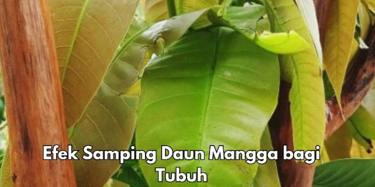 Konsumsi Secukupnya, Ini Efek Samping Makan Daun Mangga bagi Tubuh, Bisa Sebabkan Alergi