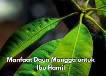 Ini 6 Manfaat Daun Mangga Baik bagi Bumil, Salah Satunya Menjaga Sistem Kekebalan Tubuh