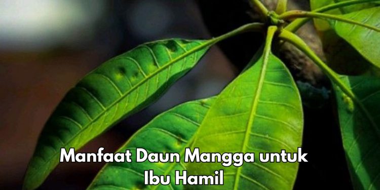 Ini 6 Manfaat Daun Mangga Baik bagi Bumil, Salah Satunya Menjaga Sistem Kekebalan Tubuh