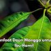 Ini 6 Manfaat Daun Mangga Baik bagi Bumil, Salah Satunya Menjaga Sistem Kekebalan Tubuh