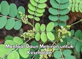 Ini 6 Manfaat Konsumsi Daun Meniran Sehari-hari, Dipercaya Dapat Menjaga Kesehatan Ginjal