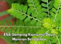 Cek di Sini! Efek Samping Daun Meniran yang Harus Diketahui, Hati-hati Jangan Konsumsi Berlebihan