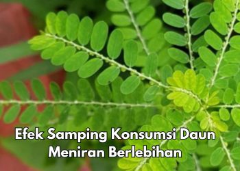 Cek di Sini! Efek Samping Daun Meniran yang Harus Diketahui, Hati-hati Jangan Konsumsi Berlebihan