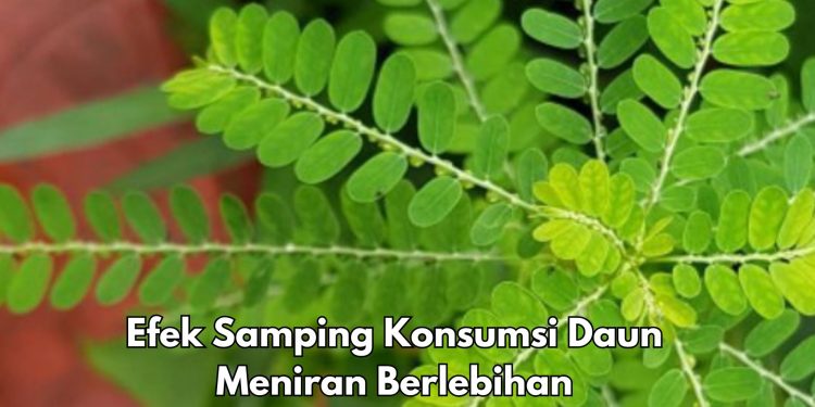 Cek di Sini! Efek Samping Daun Meniran yang Harus Diketahui, Hati-hati Jangan Konsumsi Berlebihan
