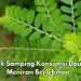Cek di Sini! Efek Samping Daun Meniran yang Harus Diketahui, Hati-hati Jangan Konsumsi Berlebihan