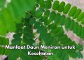 Konsumsi Daun Meniran Sehari-hari Baik untuk Kesehatan Ginjal, Cek Manfaat Rincinya di Sini