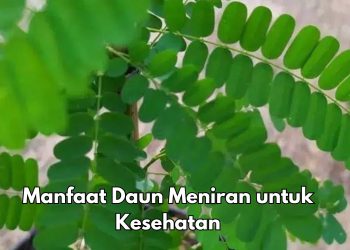 Konsumsi Daun Meniran Sehari-hari Baik untuk Kesehatan Ginjal, Cek Manfaat Rincinya di Sini