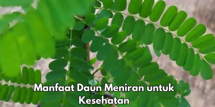 Konsumsi Daun Meniran Sehari-hari Baik untuk Kesehatan Ginjal, Cek Manfaat Rincinya di Sini