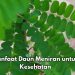 Konsumsi Daun Meniran Sehari-hari Baik untuk Kesehatan Ginjal, Cek Manfaat Rincinya di Sini