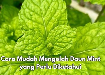 Bisa Bikin Rebusan Daun Mint, Ini Cara Mudah Membuat Olahannya, Cek Lainnya di Sini