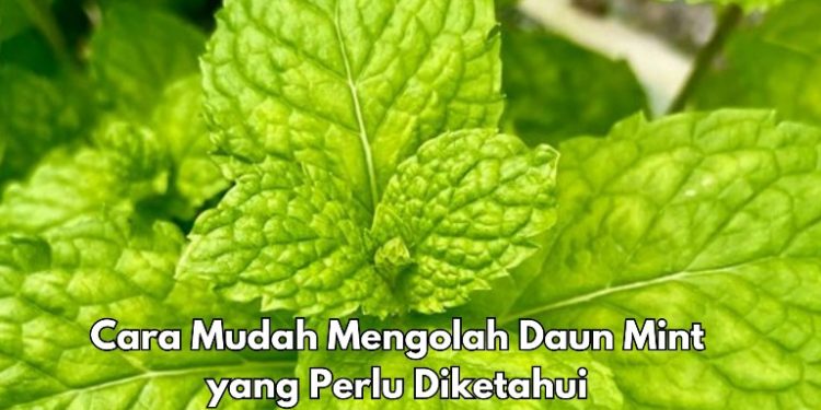 Bisa Bikin Rebusan Daun Mint, Ini Cara Mudah Membuat Olahannya, Cek Lainnya di Sini