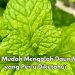 Bisa Bikin Rebusan Daun Mint, Ini Cara Mudah Membuat Olahannya, Cek Lainnya di Sini