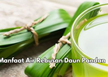 Cek 8 Manfaat Air Rebusan Daun Pandan, Salah Satunya Bisa Menjaga Kesehatan Jantung