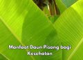 7 Manfaat Daun Pisang bagi Kesehatan, Salah Satunya Bisa Melindungi Kulit, Cek Riciannya di Sini
